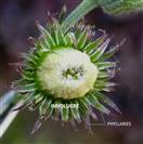  Involucre
